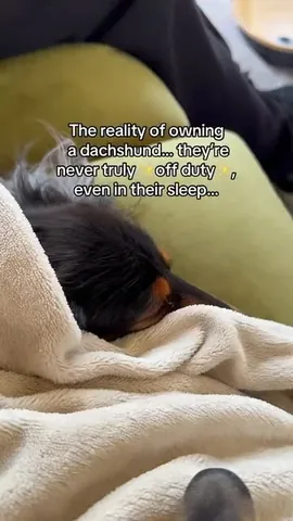 digitdax Instagram post about Dog nighttime behavior