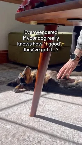 digitdax Instagram post about Pet owner relationship