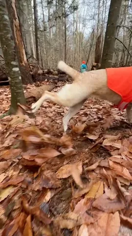 dognamedstella Instagram post about Mabel’s playful movement