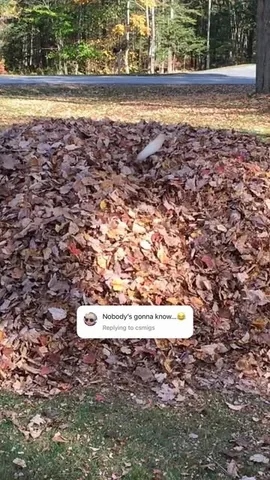dognamedstella Instagram post about Dog and approaching fall