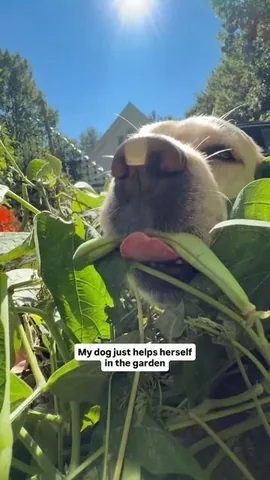 dognamedstella Instagram post about Dog eating vegetables