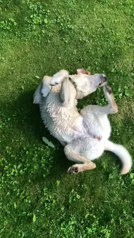 dognamedstella Instagram post about Raygun reference