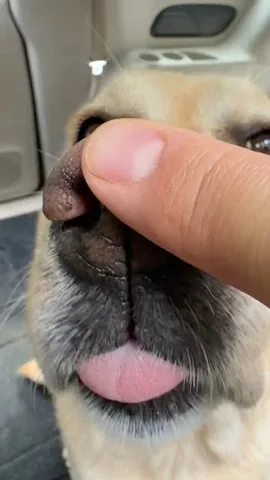 dognamedstella Instagram post about Dog facial expressions