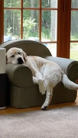 dognamedstella Instagram post about Anticipation of fall