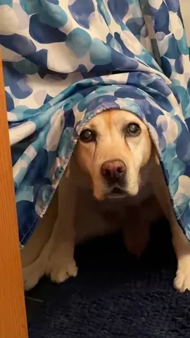 dognamedstella Instagram post about Dog waiting for owner