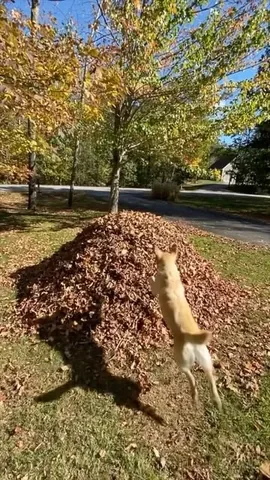 dognamedstella Instagram post about Dog playing in leaves