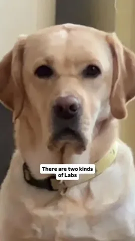 dognamedstella Instagram post about Labrador dogs