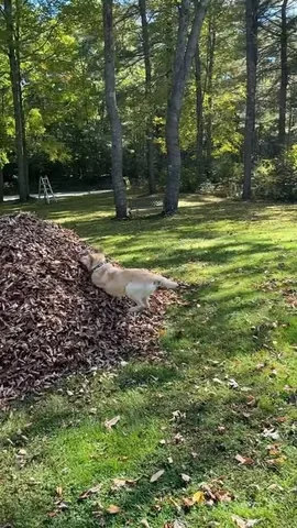 dognamedstella Instagram post about Dog jumping in leaves