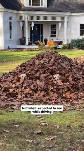 dognamedstella Instagram post about Dogs in leaves