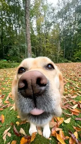 dognamedstella Instagram post about Dog and autumn