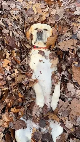 dognamedstella Instagram post about Mabel the dog
