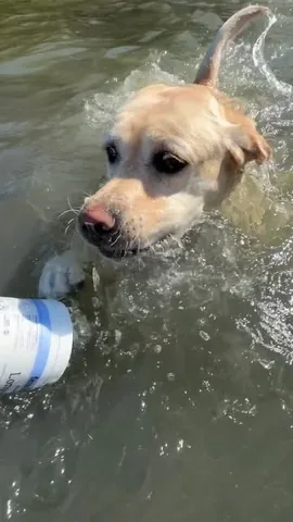dognamedstella Instagram post about Fera Pets dog supplement