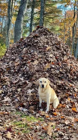 dognamedstella Instagram post about Autumn arrival