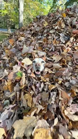 dognamedstella Instagram post about Dogs anticipating fall