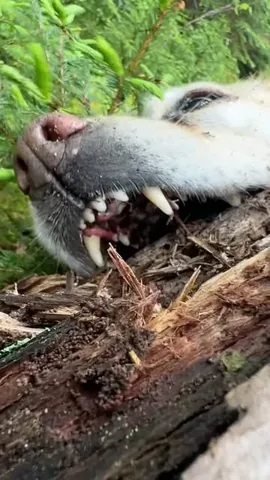 dognamedstella Instagram post about Dog and birch tree