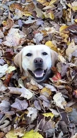 Stella, Queen of Leaves • Unstable Mabel Instagram post thumbnail