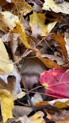 Stella, Queen of Leaves • Unstable Mabel Instagram post thumbnail