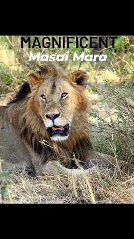 dr.mansivora Instagram post about Kenya safari travel