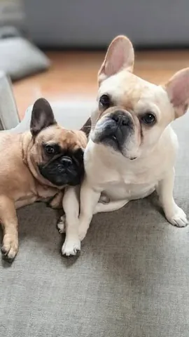 elvis_thefrenchbulldog Instagram post about Pet remembrance