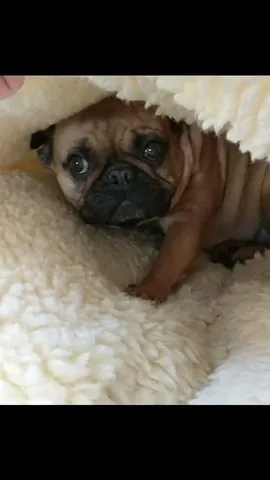 elvis_thefrenchbulldog Instagram post about Dog food