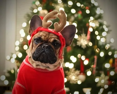 elvis_thefrenchbulldog Instagram post about Pet remembrance
