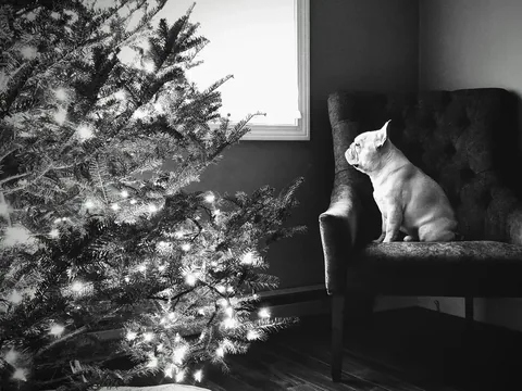 elvis_thefrenchbulldog Instagram post about Unspecified