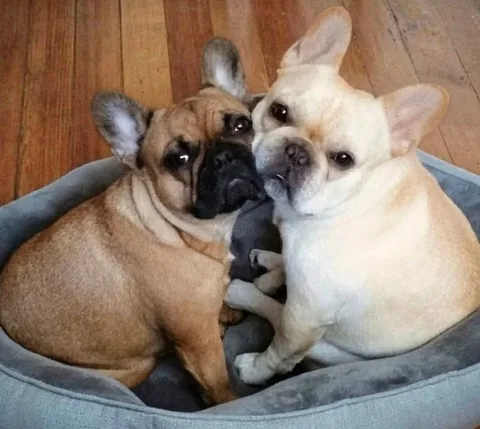 elvis_thefrenchbulldog Instagram post about Pet loss and remembrance