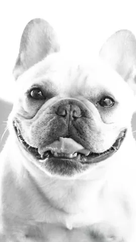 elvis_thefrenchbulldog Instagram post about Pet loss and remembrance