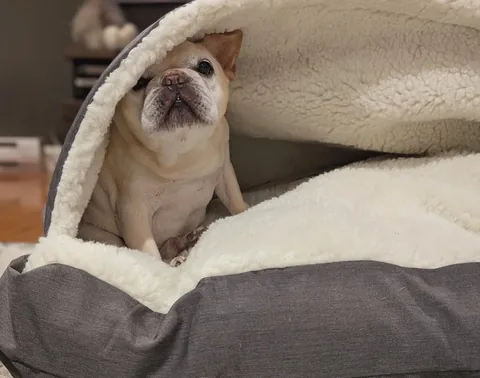 elvis_thefrenchbulldog Instagram post about Unspecified