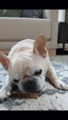 elvis_thefrenchbulldog Instagram post about Senior dog health