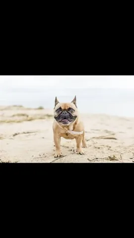 elvis_thefrenchbulldog Instagram post about Pet loss and remembrance