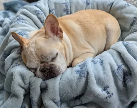 elvis_thefrenchbulldog Instagram post about Senior dogs