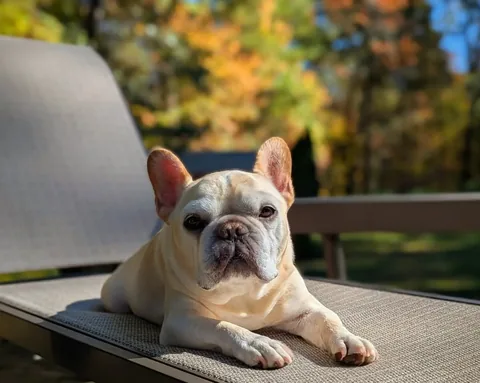 elvis_thefrenchbulldog Instagram post about Pet companionship