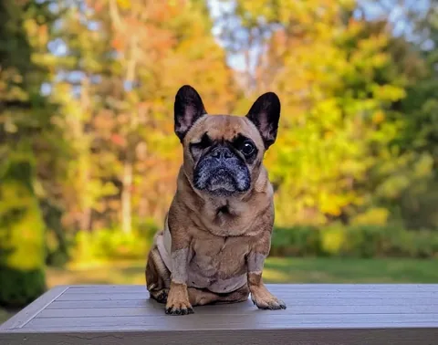 elvis_thefrenchbulldog Instagram post about Canine cancer