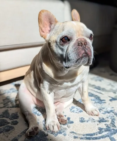 elvis_thefrenchbulldog Instagram post about Senior dog humor