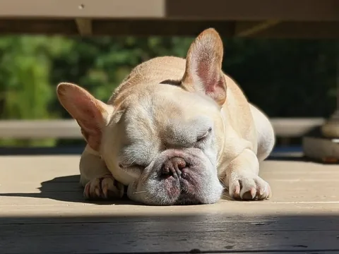 elvis_thefrenchbulldog Instagram post about Senior dog