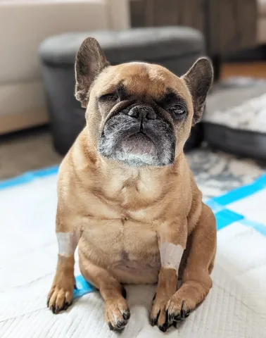 elvis_thefrenchbulldog Instagram post about Canine cancer
