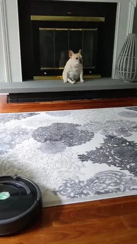 elvis_thefrenchbulldog Instagram post about Pet remembrance
