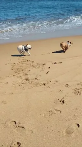 elvis_thefrenchbulldog Instagram post about Personal memories