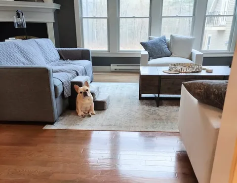 elvis_thefrenchbulldog Instagram post about Pet loss and remembrance