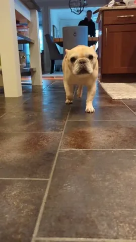 elvis_thefrenchbulldog Instagram post about Human animal bond
