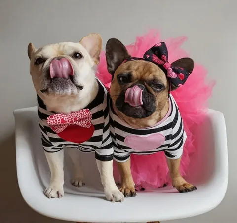 elvis_thefrenchbulldog Instagram post about Dog affection