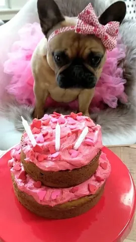 elvis_thefrenchbulldog Instagram post about Pet remembrance
