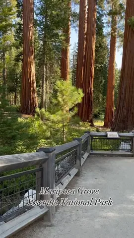 emptynesters_hittheroad Instagram post about Mariposa Grove
