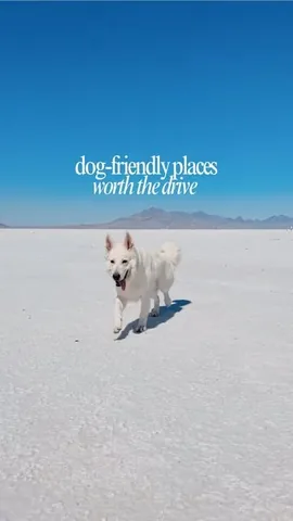 emwng Instagram post about Life with dogs