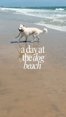 emwng Instagram post about Dog friendly beach outing