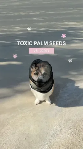 emwng Instagram post about Dog behavior