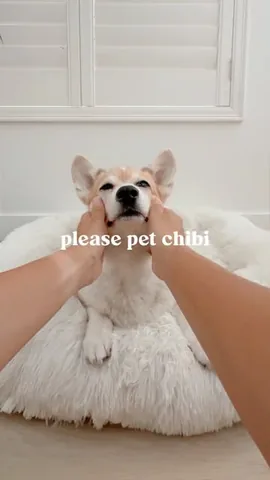 emwng Instagram post about Dog behavior