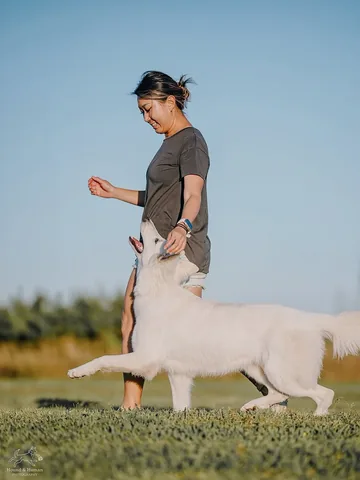 emwng Instagram post about IGP dog training