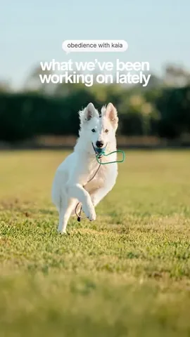 emwng Instagram post about Obedience training